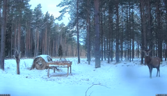 2021_12_26_08_18_45_Hirvekaamera_Saaremaal_Deer_camera_in_Saaremaa_Estonia_Cervus_elaphus_YouT.png