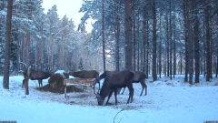 2021_12_28_08_15_38_Hirvekaamera_Saaremaal_Deer_camera_in_Saaremaa_Estonia_Cervus_elaphus_YouT.png