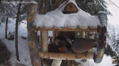 2021_12_28_16_01_53_Hrănitoarea_păsărilor_sălbatice_Wild_bird_feeder_YouTube_Mozilla_Firefox.png