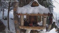 2021_12_28_16_02_51_Hrănitoarea_păsărilor_sălbatice_Wild_bird_feeder_YouTube_Mozilla_Firefox.png