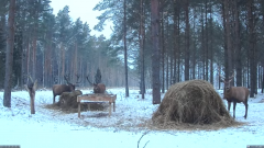 2021_12_29_08_48_49_Hirvekaamera_Saaremaal_Deer_camera_in_Saaremaa_Estonia_Cervus_elaphus_YouT.png