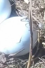 2021-12-31 20_27_16-First pipping of Ron and Ritas eggs - YouTube – Kinza.jpg