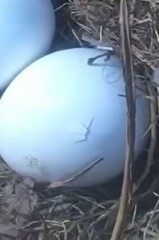2021-12-31 20_27_43-First pipping of Ron and Ritas eggs - YouTube – Kinza.jpg
