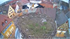 2022_01_01_08_12_01_Storchencam_Storchennest_Hoechstadt.de_Mozilla_Firefox.png