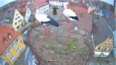 2022_01_03_09_24_52_Storchencam_Storchennest_Hoechstadt.de_Mozilla_Firefox.png