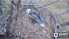 2022-01-06 22_31_59-Berry College Eagle Cam 2022 – Kinza.jpg