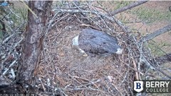 2022-01-06 22_32_16-Berry College Eagle Cam 2022 – Kinza.jpg