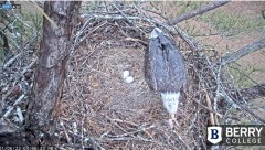 2022-01-06 22_32_39-Berry College Eagle Cam 2022 – Kinza.jpg