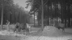 2022_01_07_07_26_08_Hirvekaamera_Saaremaal_Deer_camera_in_Saaremaa_Estonia_Cervus_elaphus_YouT.png
