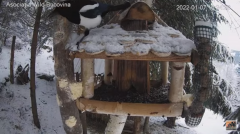 2022_01_07_09_24_56_Hrănitoarea_păsărilor_sălbatice_Wild_bird_feeder_YouTube_Mozilla_Firefox.png