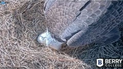 2022-01-08 19_29_43-Berry College Eagle Cam 2022 – Kinza.jpg