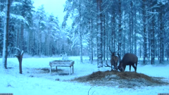 2022_01_09_11_08_10_Hirvekaamera_Saaremaal_Deer_camera_in_Saaremaa_Estonia_Cervus_elaphus_YouT.png