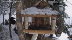 2022_01_09_17_17_55_Hrănitoarea_păsărilor_sălbatice_Wild_bird_feeder_YouTube_Mozilla_Firefox.png