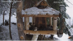 2022_01_09_17_19_13_Hrănitoarea_păsărilor_sălbatice_Wild_bird_feeder_YouTube_Mozilla_Firefox.png