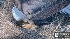 2022-01-11 19_04_53-Berry College Eagle Cam 2022 – Kinza.jpg