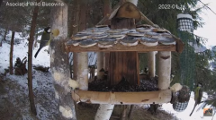 2022_01_11_19_14_56_Hrănitoarea_păsărilor_sălbatice_Wild_bird_feeder_YouTube_Mozilla_Firefox.png