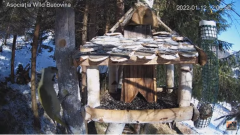 2022_01_12_16_25_27_Hrănitoarea_păsărilor_sălbatice_Wild_bird_feeder_YouTube_Mozilla_Firefox.png