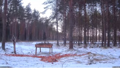 2022_01_17_15_40_53_Hirvekaamera_Saaremaal_Deer_camera_in_Saaremaa_Estonia_Cervus_elaphus_YouT.png