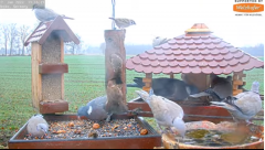 2022_01_17_12_07_54_9_LIVE_Bird_Feeder_Cams_From_Around_the_World_2022_Bird_Watching_HQ_Mozill.png