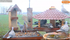 2022_01_17_12_08_21_9_LIVE_Bird_Feeder_Cams_From_Around_the_World_2022_Bird_Watching_HQ_Mozill.png