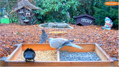 2022_01_17_22_24_23_LIVE_4K_Wild_Animal_Bird_Feeder_Cam_Recke_Germany_Hedgehog_Bird_Watchin.png