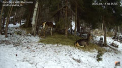 2022_01_18_11_46_54_HRĂNITOAREA_SĂLBĂTICIUNILOR_WILDLIFE_FEEDER_YouTube_Mozilla_Firefox.png