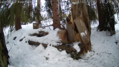 2022_01_18_12_14_37_KURRELIVE_SQUIRREL_LIVE_STREAM_LUONTOLIVE_YouTube_Mozilla_Firefox.png