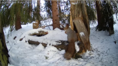 2022_01_18_12_15_13_KURRELIVE_SQUIRREL_LIVE_STREAM_LUONTOLIVE_YouTube_Mozilla_Firefox.png