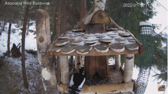 2022_01_18_12_23_02_Hrănitoarea_păsărilor_sălbatice_Wild_bird_feeder_YouTube_Mozilla_Firefox.png