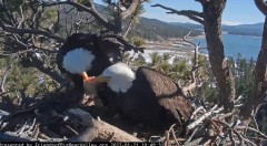 2022-01-21 20_17_48-Big Bear Bald Eagle Live Nest Cam - YouTube – Kinza.jpg