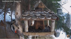 2022_01_22_09_16_08_Hrănitoarea_păsărilor_sălbatice_Wild_bird_feeder_YouTube_Mozilla_Firefox.png