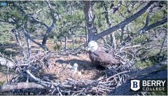 2022-01-23 19_29_34-Berry College Eagle Cam 2022 – Kinza.jpg