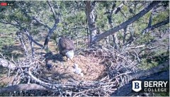 2022-01-23 19_29_09-Berry College Eagle Cam 2022 – Kinza.jpg