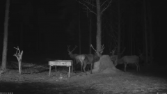 2022_01_24_17_28_55_Hirvekaamera_Saaremaal_Deer_camera_in_Saaremaa_Estonia_Cervus_elaphus_YouT.png