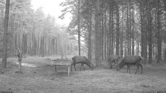 2022_01_29_07_38_48_Hirvekaamera_Saaremaal_Deer_camera_in_Saaremaa_Estonia_Cervus_elaphus_YouT.png
