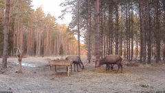 2022_01_29_07_48_51_Hirvekaamera_Saaremaal_Deer_camera_in_Saaremaa_Estonia_Cervus_elaphus_YouT.png