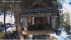 2022_01_29_13_26_02_Hrănitoarea_păsărilor_sălbatice_Wild_bird_feeder_YouTube_Mozilla_Firefox.png