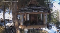 2022_01_29_13_26_24_Hrănitoarea_păsărilor_sălbatice_Wild_bird_feeder_YouTube_Mozilla_Firefox.png