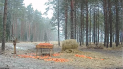 2022_01_29_14_01_02_Hirvekaamera_Saaremaal_Deer_camera_in_Saaremaa_Estonia_Cervus_elaphus_YouT.png