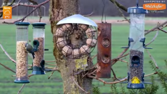 2022_02_05_16_03_10_LIVE_Tree_Bird_Feeder_Cam_Recke_Germany_YouTube_Mozilla_Firefox.png