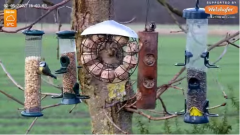 2022_02_05_16_03_39_LIVE_Tree_Bird_Feeder_Cam_Recke_Germany_YouTube_Mozilla_Firefox.png