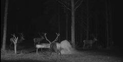 2022_02_07_19_03_18_Hirvekaamera_Saaremaal_Deer_camera_in_Saaremaa_Estonia_Cervus_elaphus_YouT.png