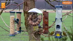 2022_02_09_16_00_03_LIVE_Tree_Bird_Feeder_Cam_Recke_Germany_YouTube_Mozilla_Firefox.png