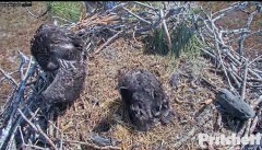 2022-02-09 20_36_28-Southwest Florida Eagle Cam - Live American Bald Eagle Cam – Kinza.jpg