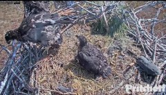 2022-02-09 20_38_03-Southwest Florida Eagle Cam - Live American Bald Eagle Cam – Kinza.jpg