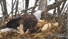 2022-02-10 19_59_35-Decorah Eagles - North Nest powered by EXPLORE.org - YouTube – Kinza.jpg