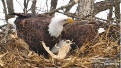 2022-02-10 20_00_19-Decorah Eagles - North Nest powered by EXPLORE.org - YouTube – Kinza.jpg