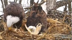 2022-02-10 20_00_31-Decorah Eagles - North Nest powered by EXPLORE.org - YouTube – Kinza.jpg
