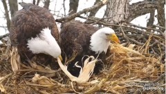 2022-02-10 20_00_37-Decorah Eagles - North Nest powered by EXPLORE.org - YouTube – Kinza.jpg