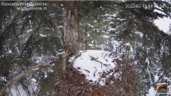 2022-02-12 13_36_36-Cuibul Acvilei de munte - Gniazdo orła przedniego (Aquila chrysaetos) - YouTube .jpg